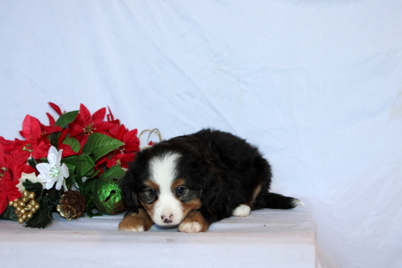 puppy, for, sale, Mini Bernedoodle F2, Matthew B. Stoltzfus, dog, breeder, Gap, PA, dog-breeder, puppy-for-sale, forsale, nearby, find, puppyfind, locator, puppylocator, aca